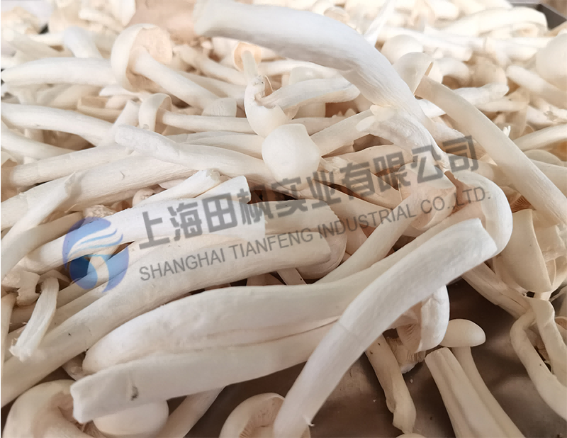 蘑菇凍干，果蔬真空冷凍干燥機應(yīng)用于蘑菇凍干