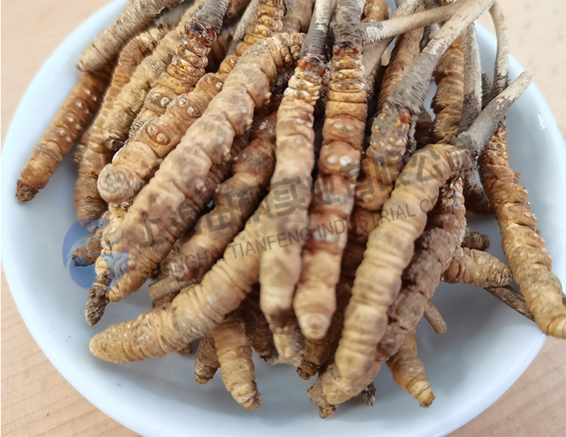 蟲草凍干，生物制藥真空冷凍干燥機(jī)應(yīng)用于蟲草凍干