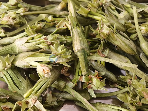 水芙蓉凍干：藥食同源凍干機應(yīng)用水芙蓉凍干加工