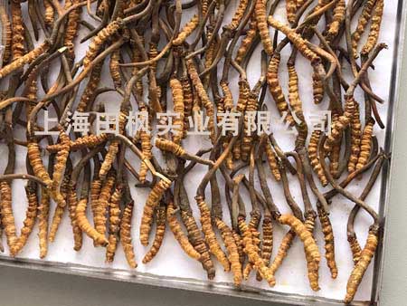 冬蟲夏草凍干